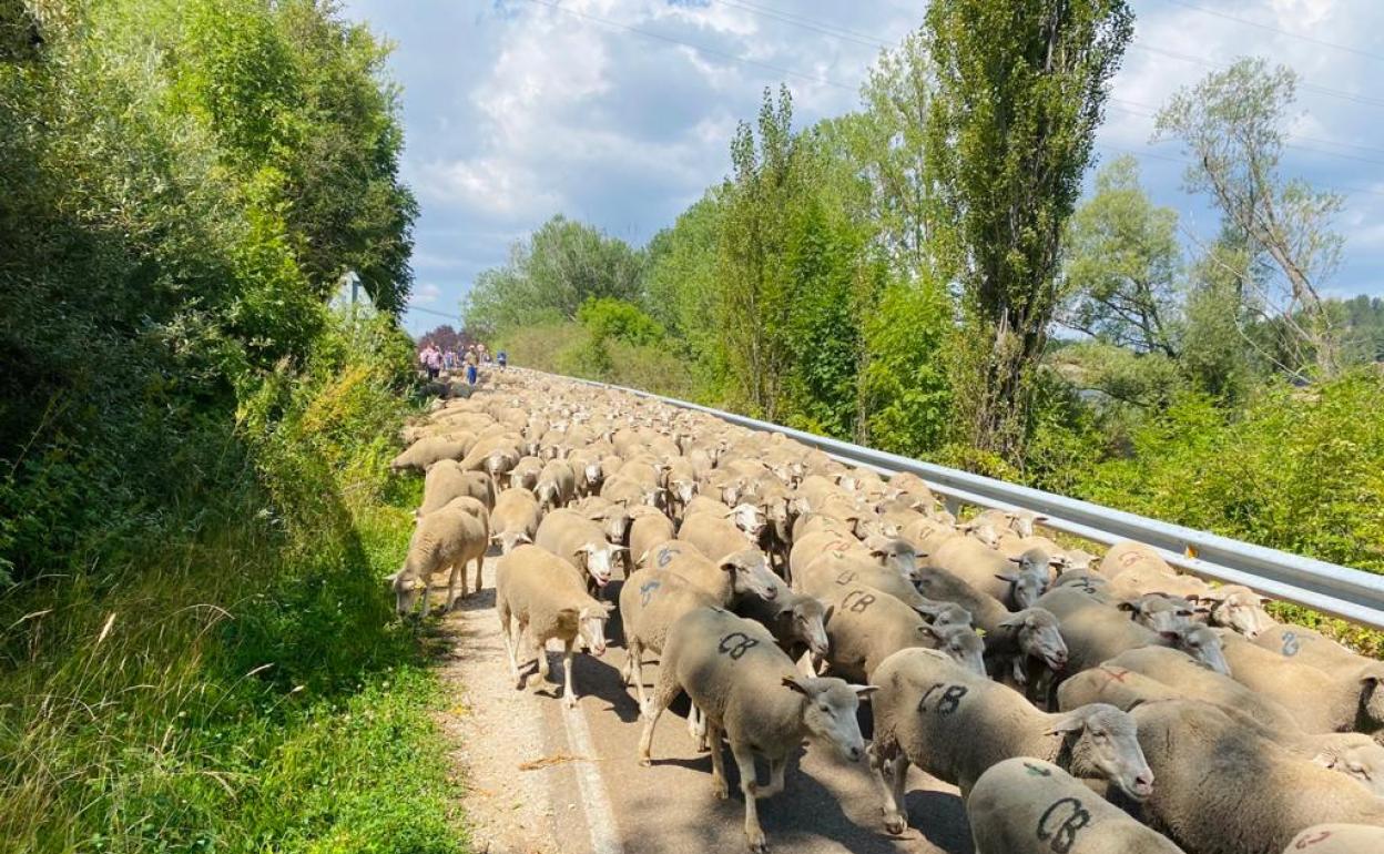 Castilla Y Le n Recibe Alrededor De 40 000 Ovejas Trashumantes Al A o castilla-y-le-n-recibe-alrededor-de-40-000-ovejas-trashumantes-al-a-o
